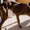 cane Olbia