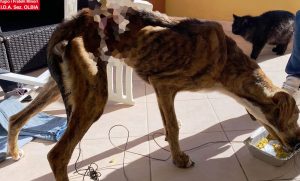 cane Olbia