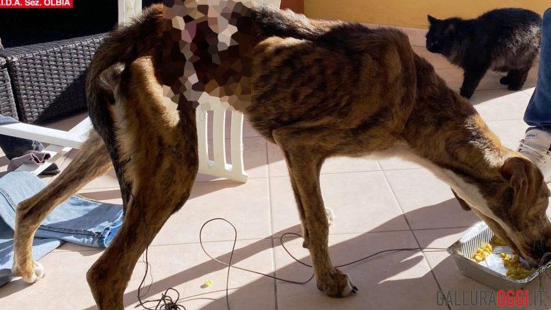 cane Olbia