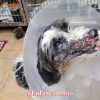 cane Olbia
