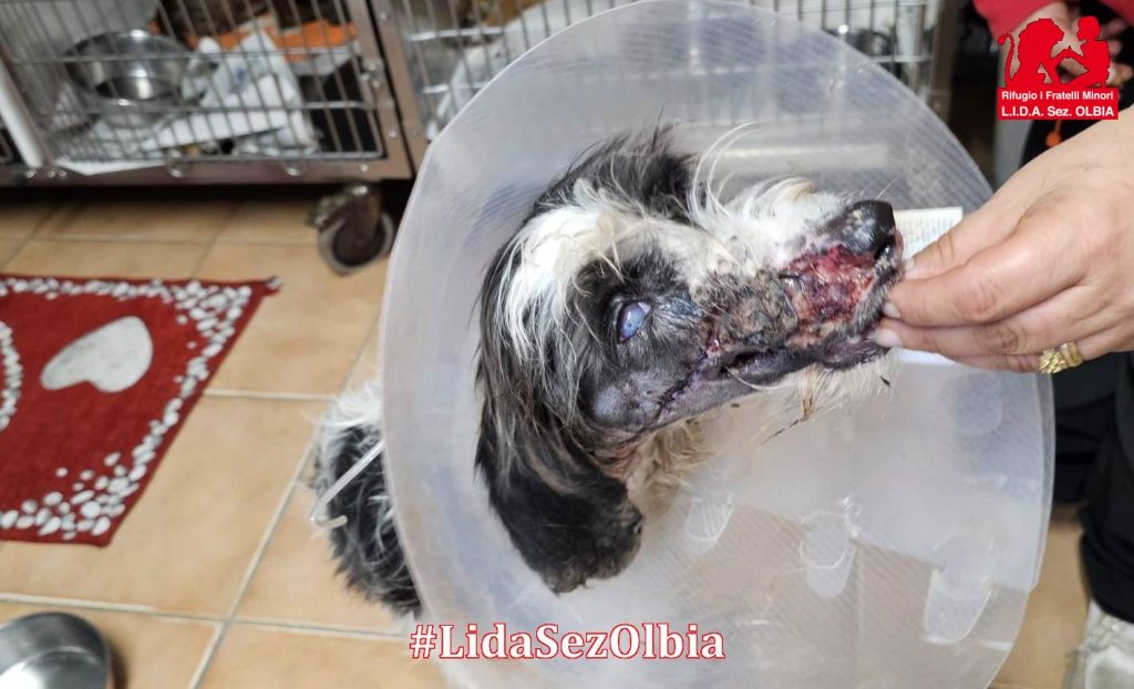 cane Olbia