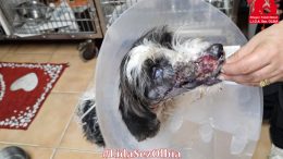 cane Olbia