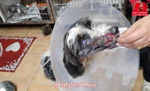 cane Olbia