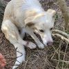 cane Olbia