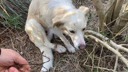 cane Olbia