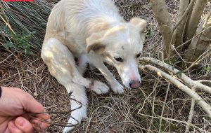 cane Olbia