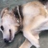 cagnolina Tempio