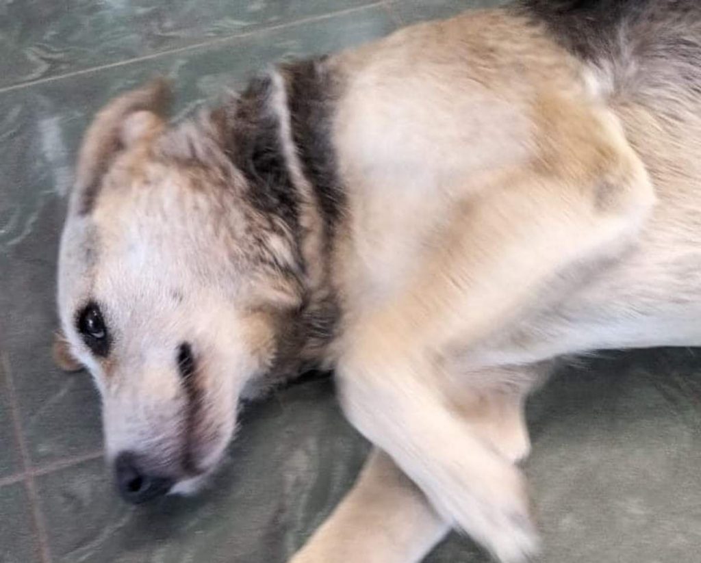 cagnolina Tempio