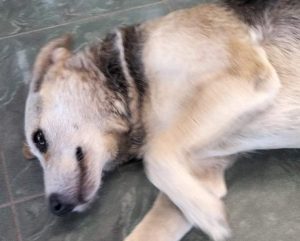 cagnolina Tempio