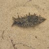 bursatella leachii mollusco olbia
