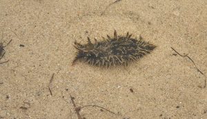 bursatella leachii mollusco olbia