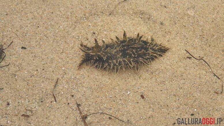 bursatella leachii mollusco olbia