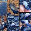 velella velella e janthina pallida a la maddalena