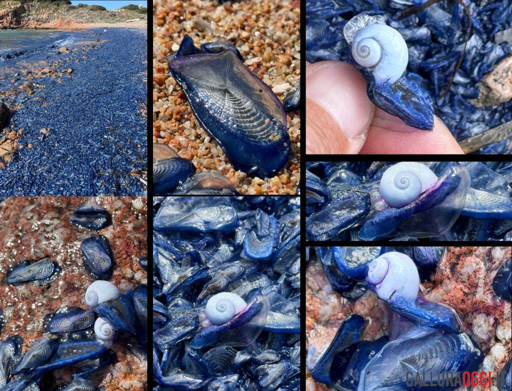velella velella e janthina pallida a la maddalena