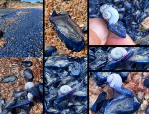 velella velella e janthina pallida a la maddalena