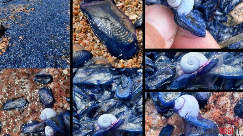 velella velella e janthina pallida a la maddalena