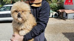 cane Olbia
