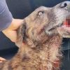 cane Olbia