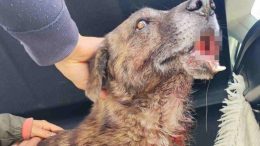 cane Olbia