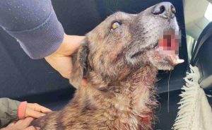 cane Olbia