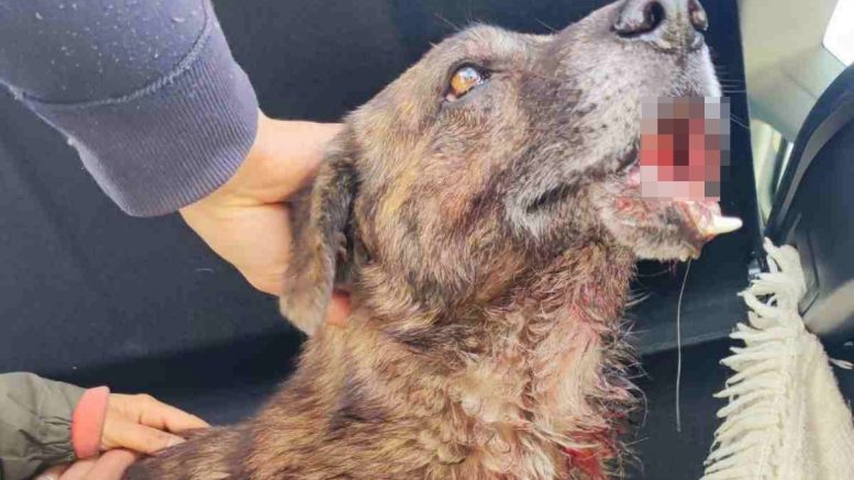 cane Olbia