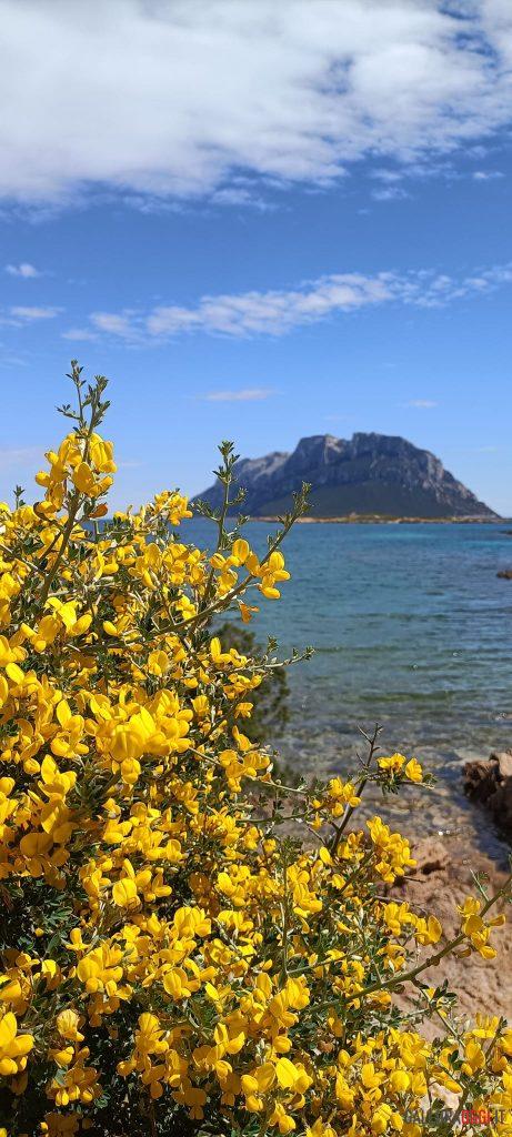 Cosa fare a Olbia e in Gallura questo fine settimana