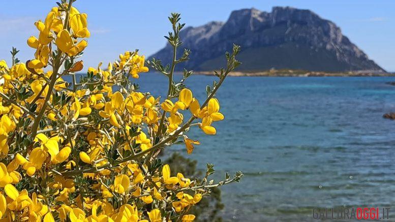 Cosa fare a Olbia e in Gallura questo fine settimana