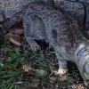 Gatto intrappolato bottiglia San Teodoro