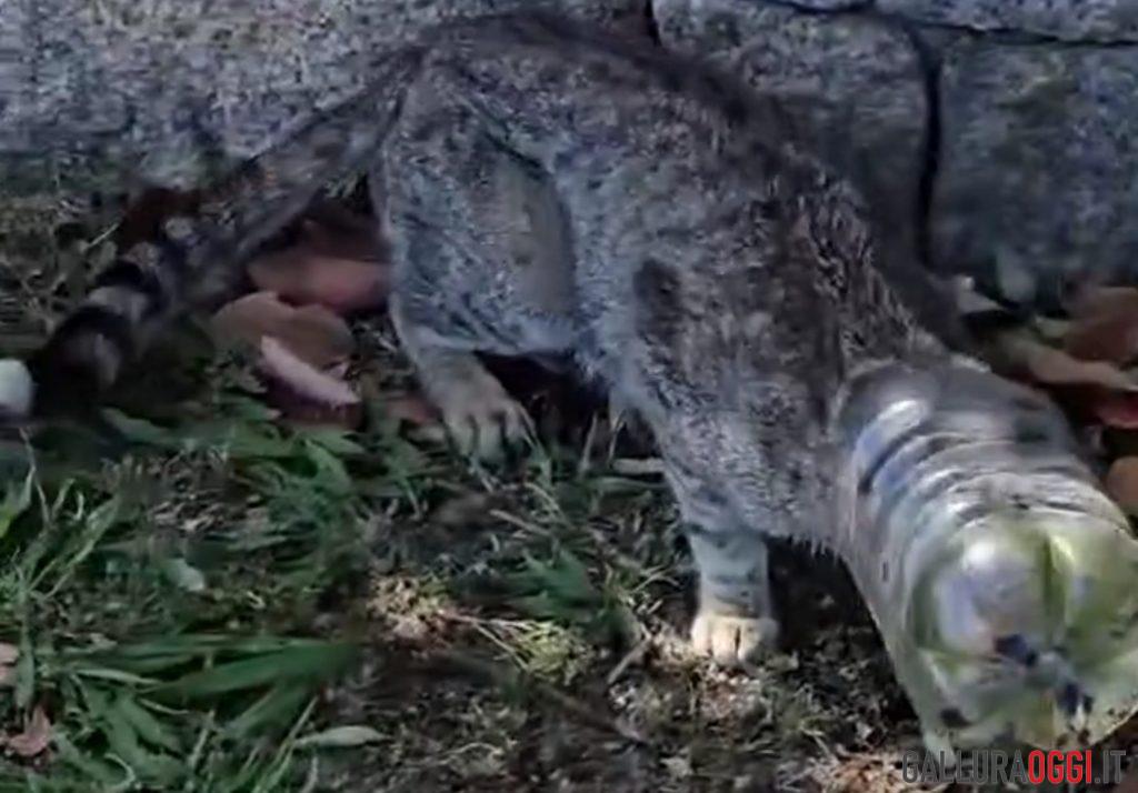 Gatto intrappolato bottiglia San Teodoro