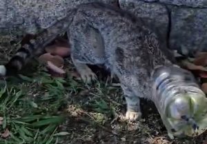 Gatto intrappolato bottiglia San Teodoro