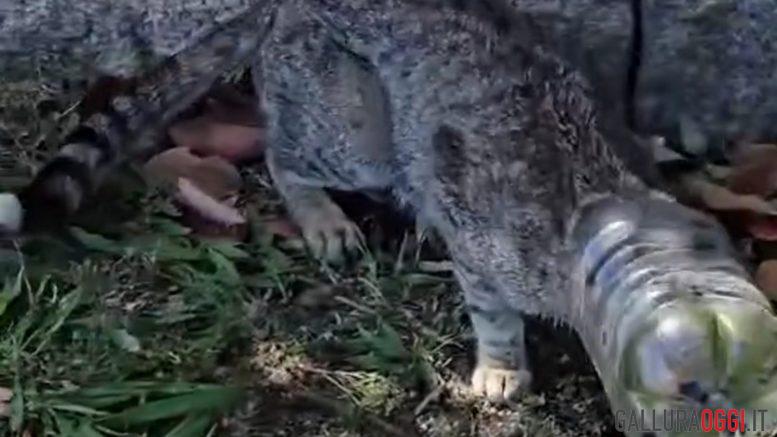 Gatto intrappolato bottiglia San Teodoro