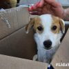 cucciolo olbia