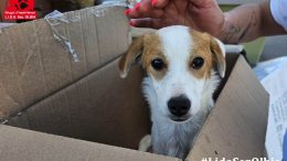 cucciolo olbia