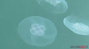 medusa quadrifoglio olbia molo brin