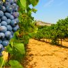 Berchidda vitivinicolo clima