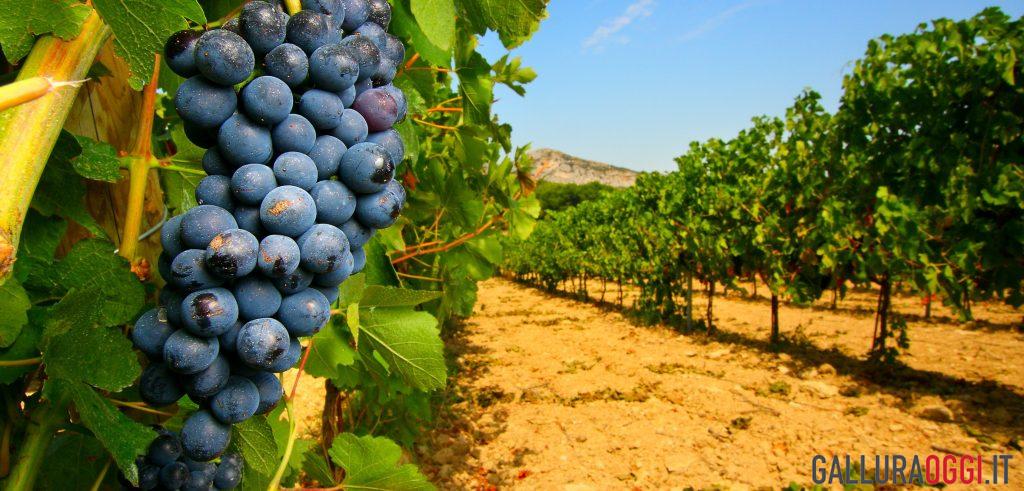 Berchidda vitivinicolo clima