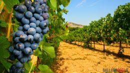 Berchidda vitivinicolo clima