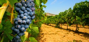 Berchidda vitivinicolo clima