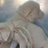cuccioli olbia