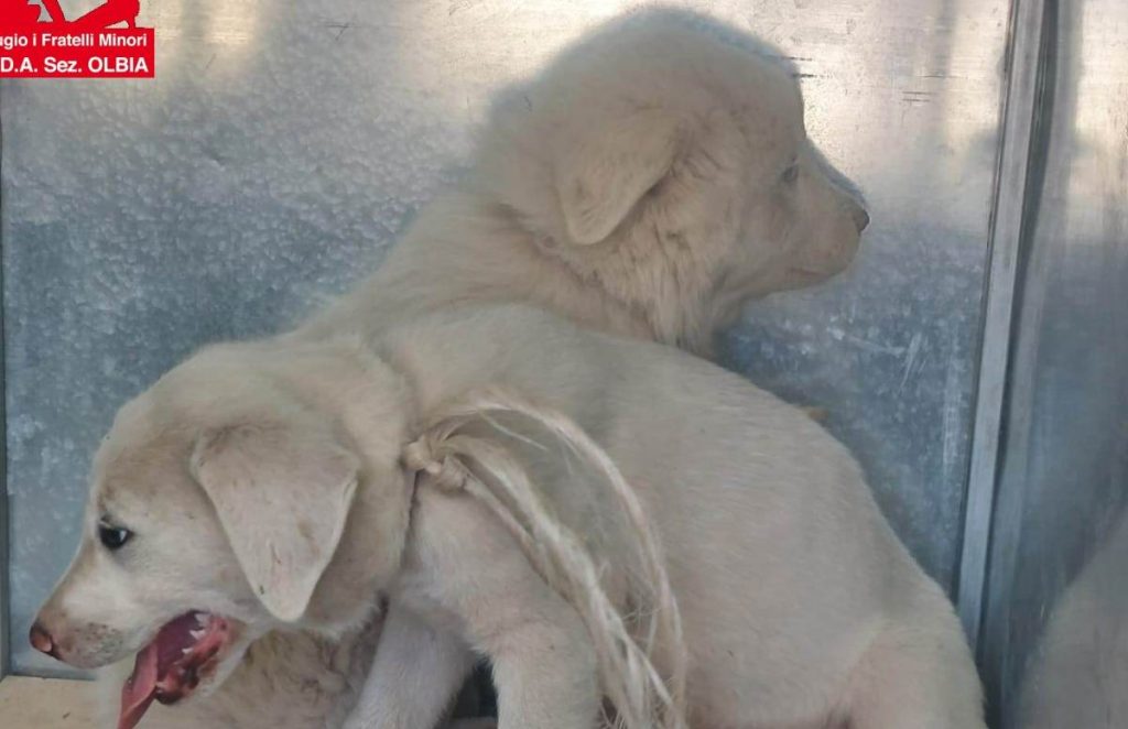 cuccioli olbia