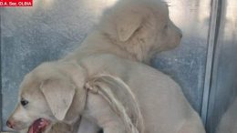 cuccioli olbia
