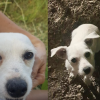 cagnolina Alà dei Sardi