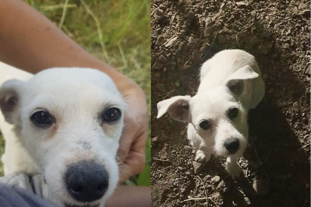 cagnolina Alà dei Sardi
