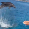 delfini golfo aranci oltremare experience