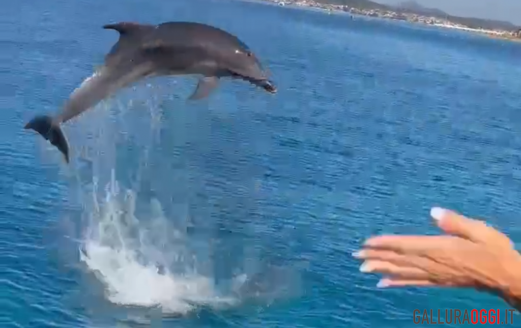 delfini golfo aranci oltremare experience