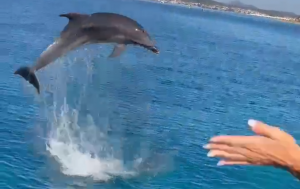 delfini golfo aranci oltremare experience