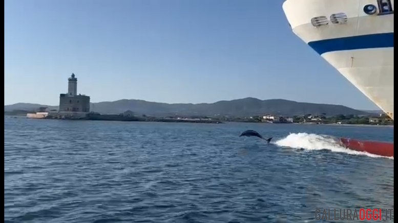 Delfino Olbia