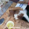 cuccioli olbia