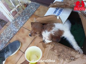 cuccioli olbia