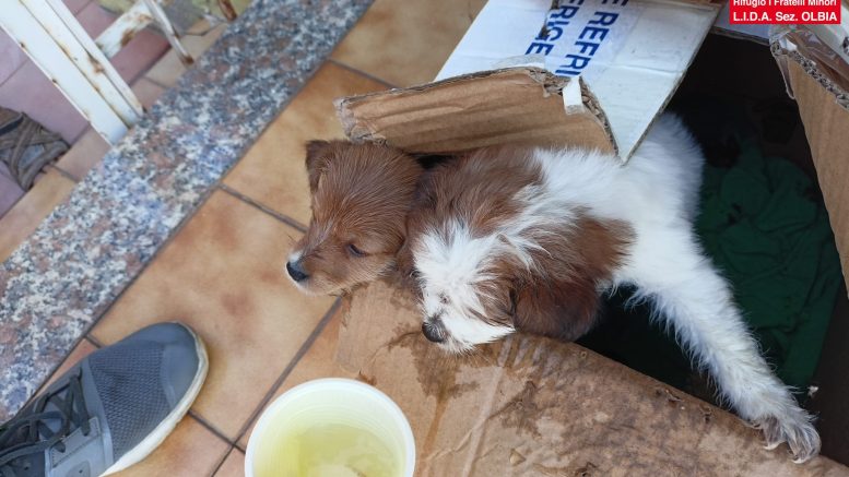 cuccioli olbia